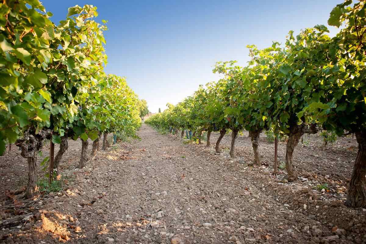 Repas vigneron et accords mets et vins dans un domaine des Côtes du Rhône